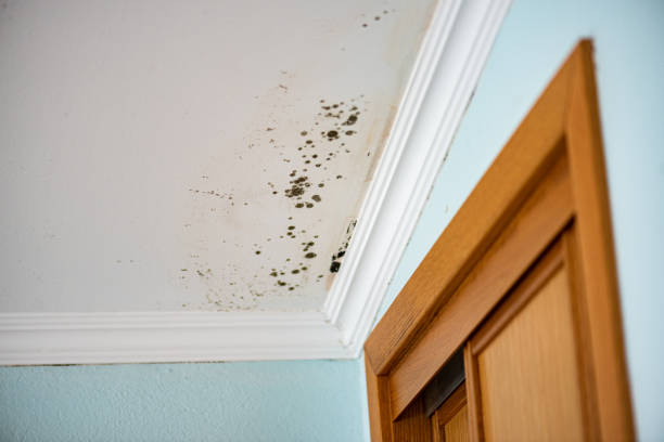 Best Mold Prevention Services  in Juneau, WI